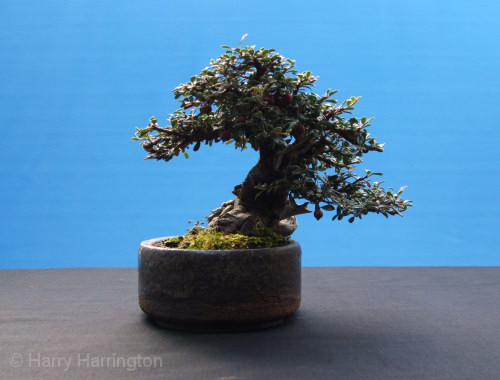 cotoneaster bonsai